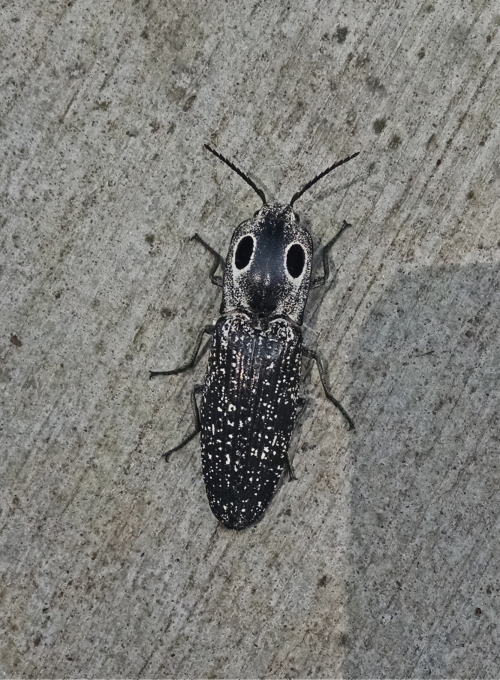 Eastern Eyed Click Beetle by Lance Jessee 6-6-18